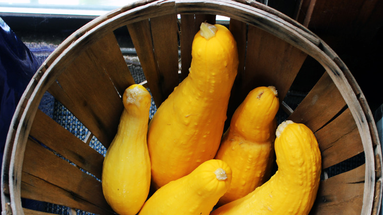 yellow squash in basket