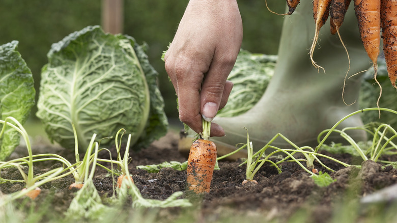 person picking vegetables from garden