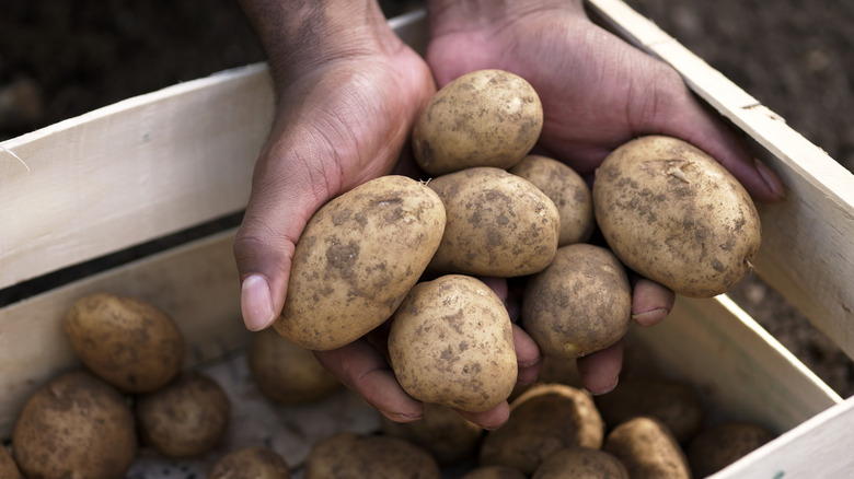 person holding organic potatoes