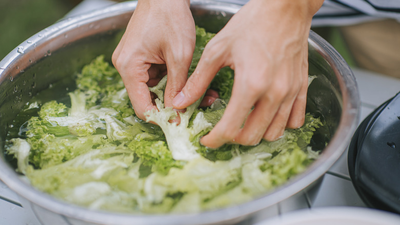 lettuce leaves soaking in water