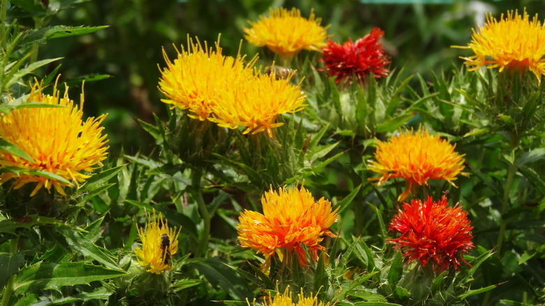 Safflowers in garden