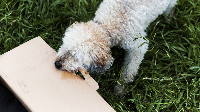 Dog eating cardboard