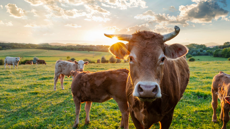 cows standing in grassy field