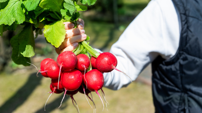 Scarlet Globe radishes in hand