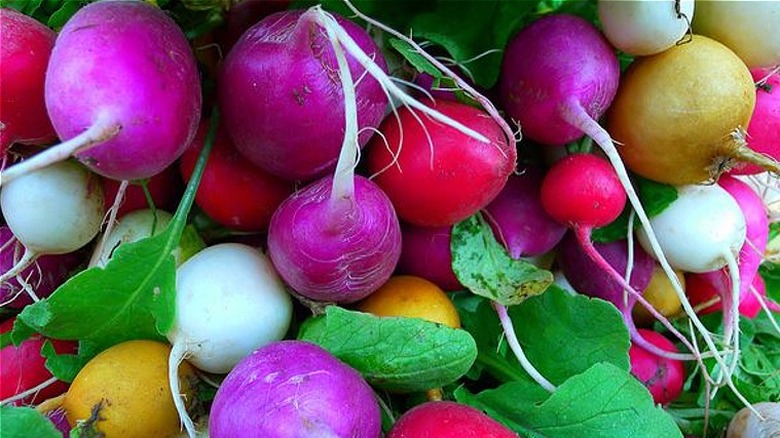 Easter Egg radishes in bunch