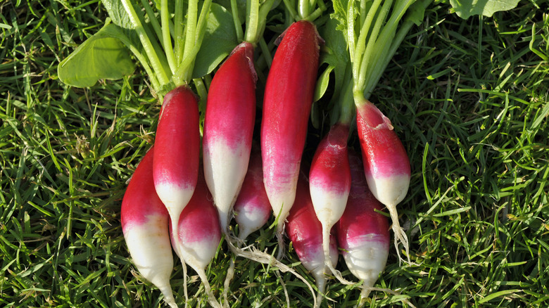 French Breakfast radishes