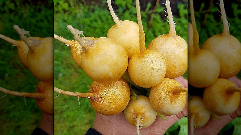 person holding Helios radishes