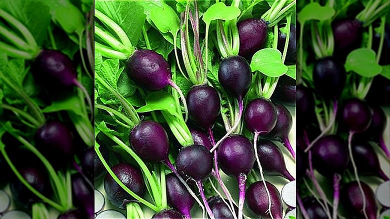 Malaga Violet radishes