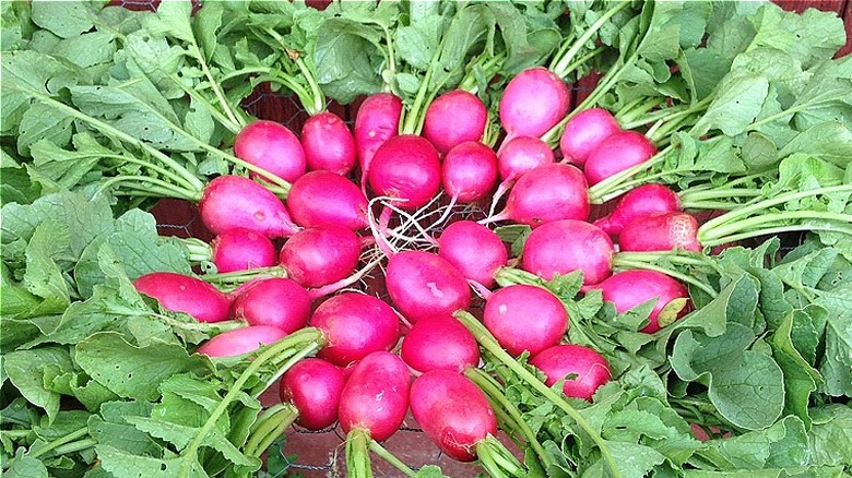 Pink Beauty radishes in circle