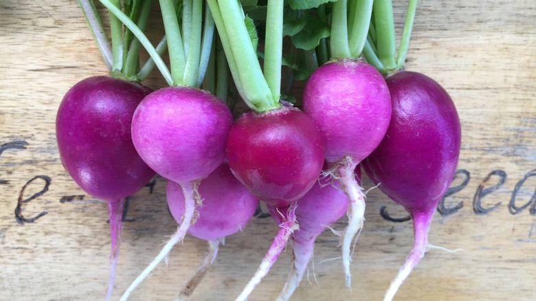 Purple Plum radish on wood