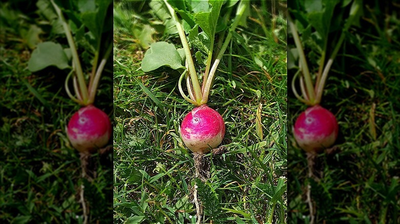 Sparkler radish on the grass