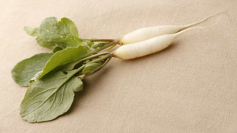 Icicle radishes on canvas