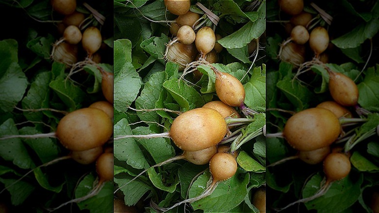 Zlata radishes in bunch