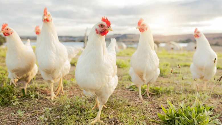 chickens roaming free in field