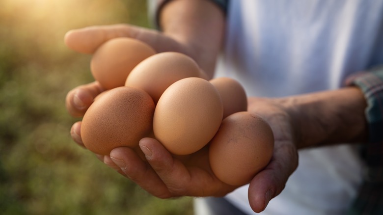 hands holding fresh eggs