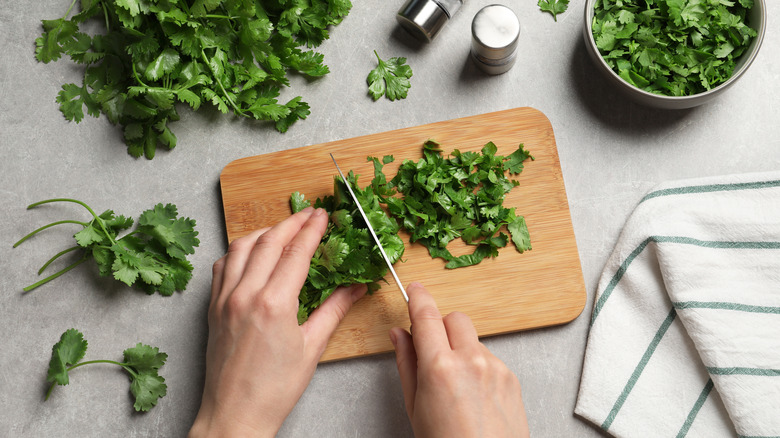 person cutting cilantro