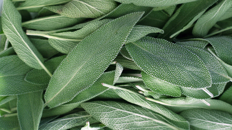 sage leaves