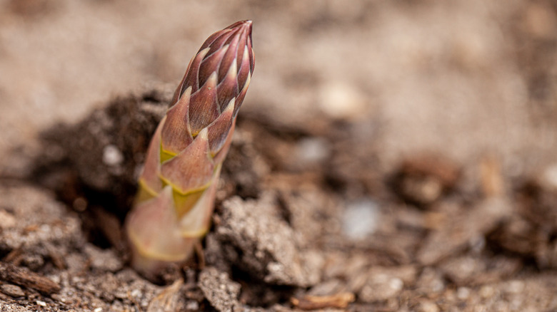 jersey knight asparagus sprouting