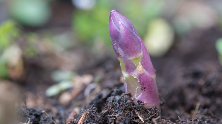 asparagus shoot emerging