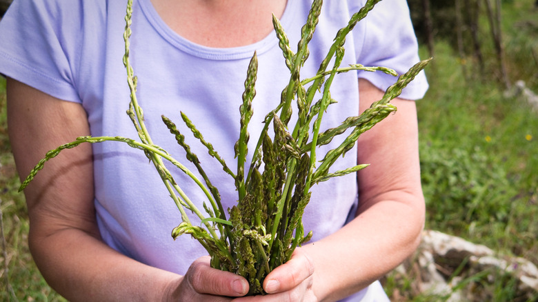 woman holding wild asparagus