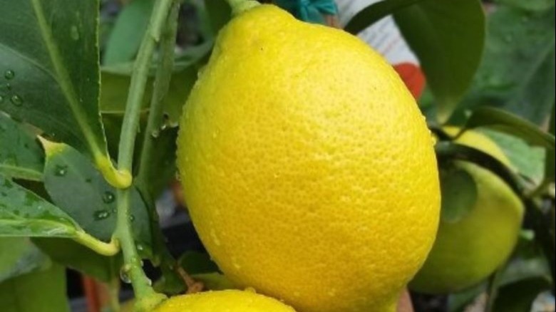 Closeup of Genoa lemon