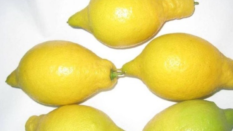 Verna lemons