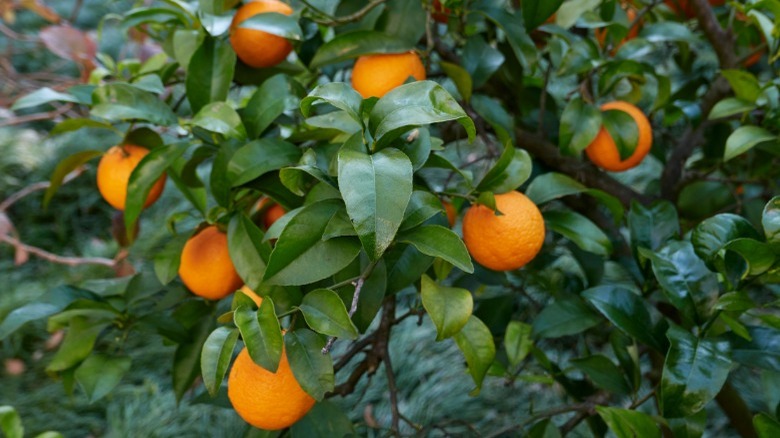 Volkamer lemons on tree