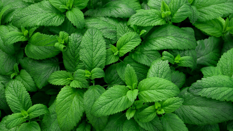 mint leaves