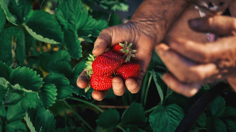 Strawberries fresh from vine