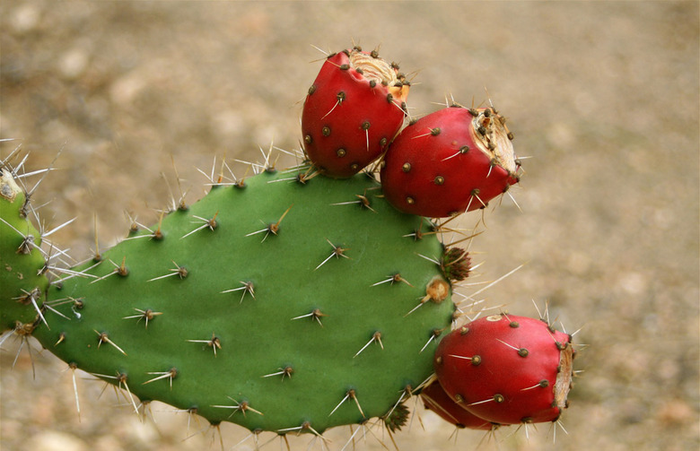 Cactus Pear Fuchsia Lemonade