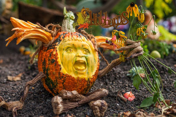 Carved Pumpkins, Smiling, on a Table Out of Doors Facing and Side