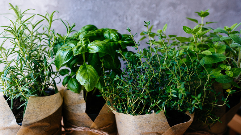 Fresh herbs in brown paper