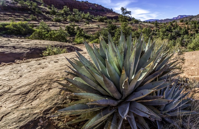 Arizona Agave