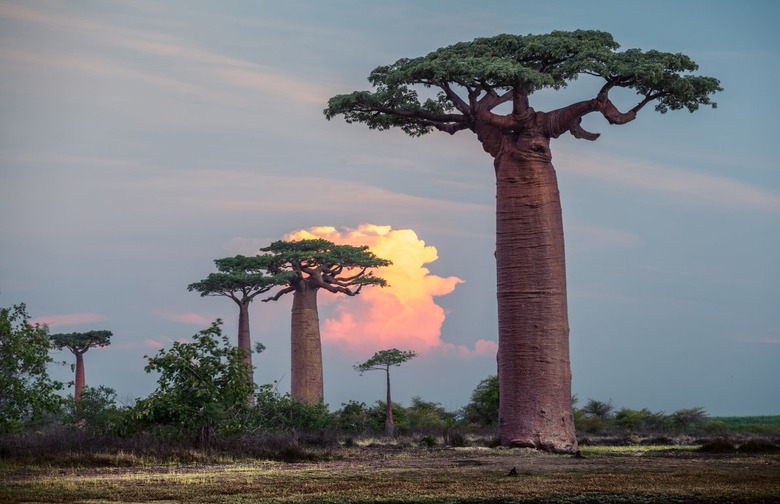 Baobab Tree