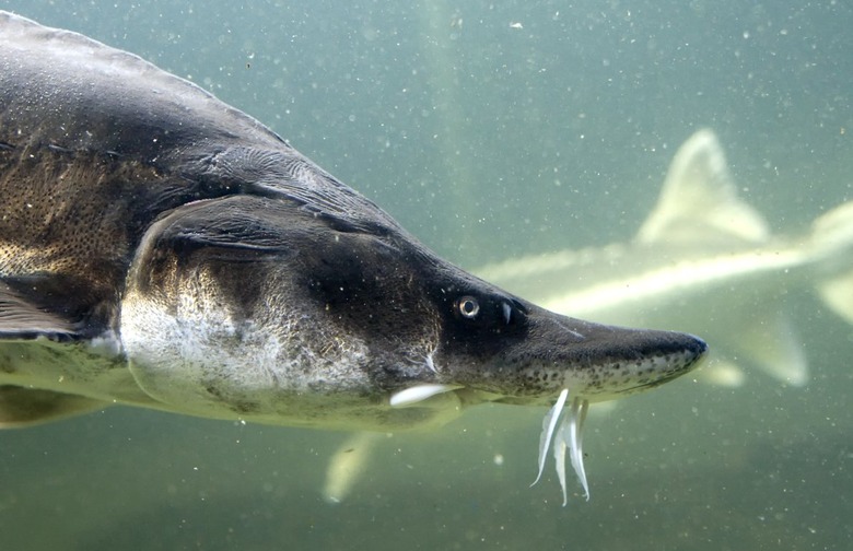 Beluga Sturgeon