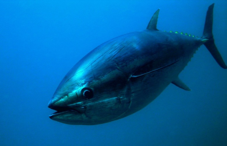 Bluefin Tuna