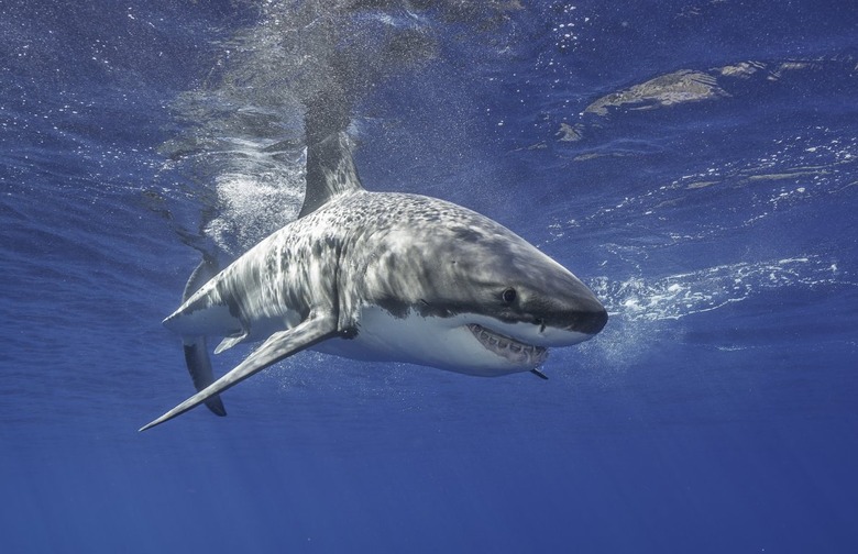 Great White Shark