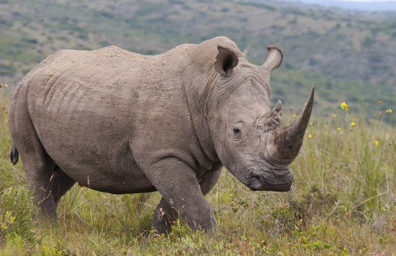 Rhinoceros