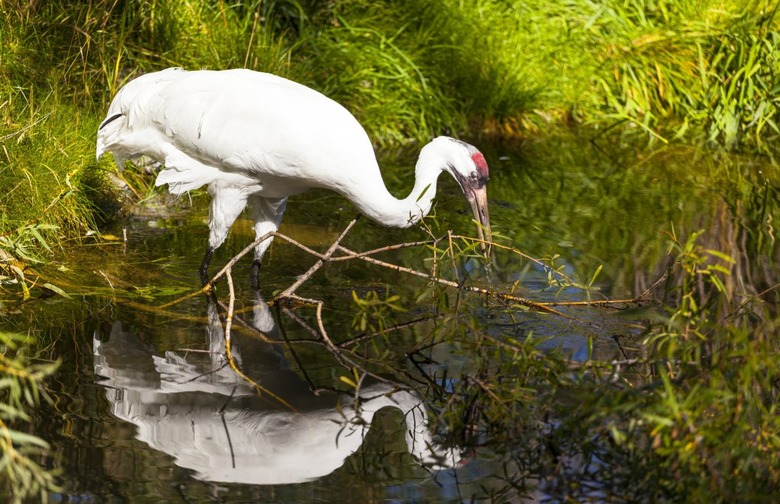 Whooping Crane