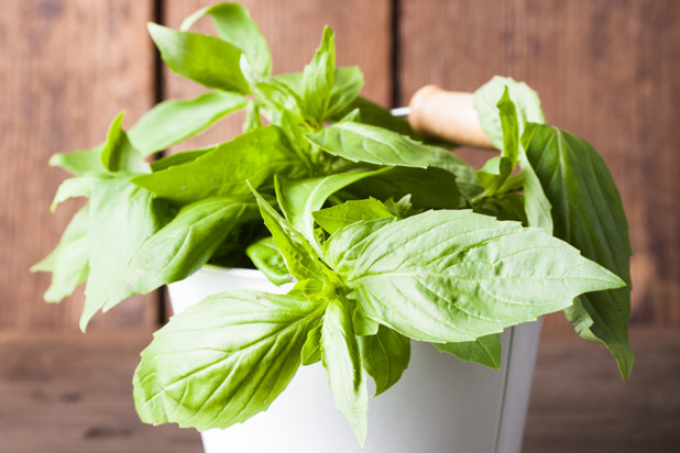 Smelling Basil