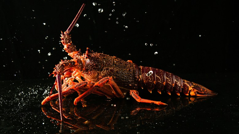 Rock lobster flicking water droplets