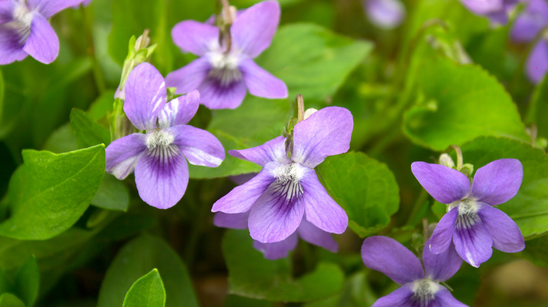 Wild violets growing outdoors