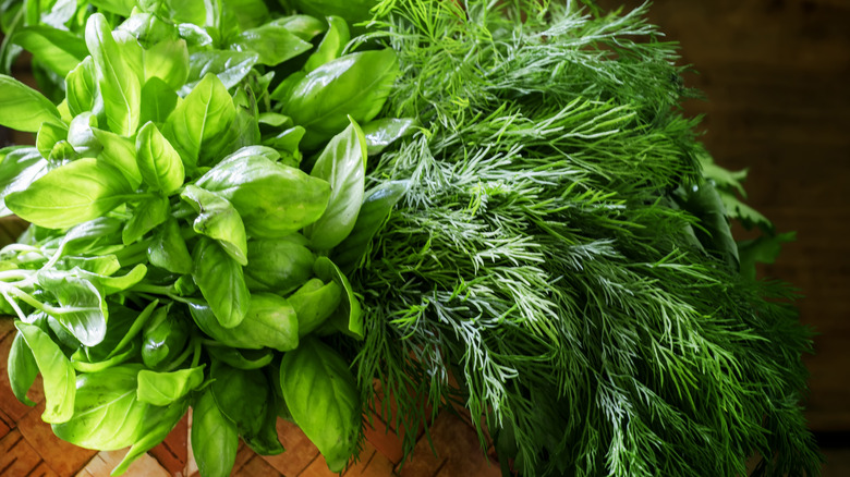 bunches of green herbs