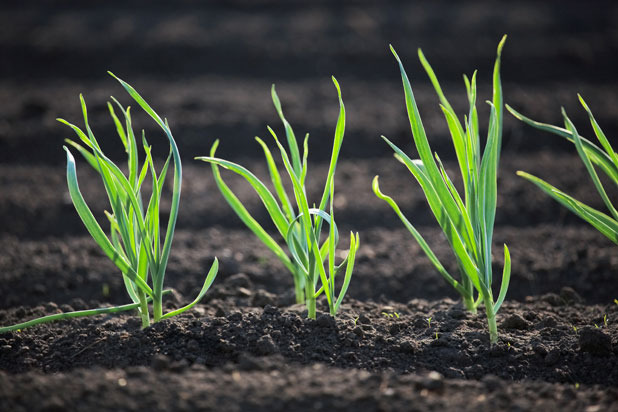 Spring Garlic