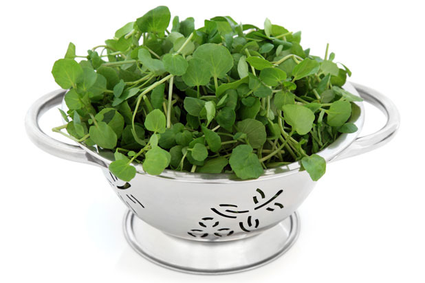 Watercress