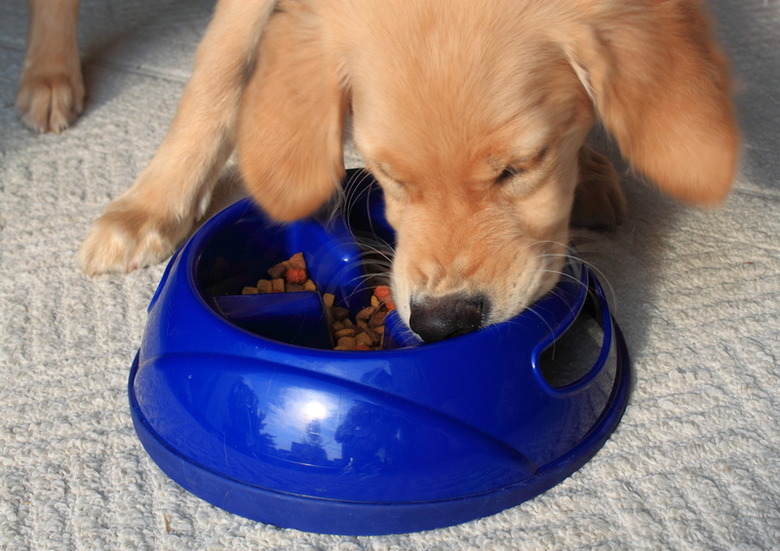 Pet's Bowl