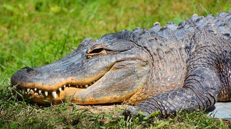 alligator in grass