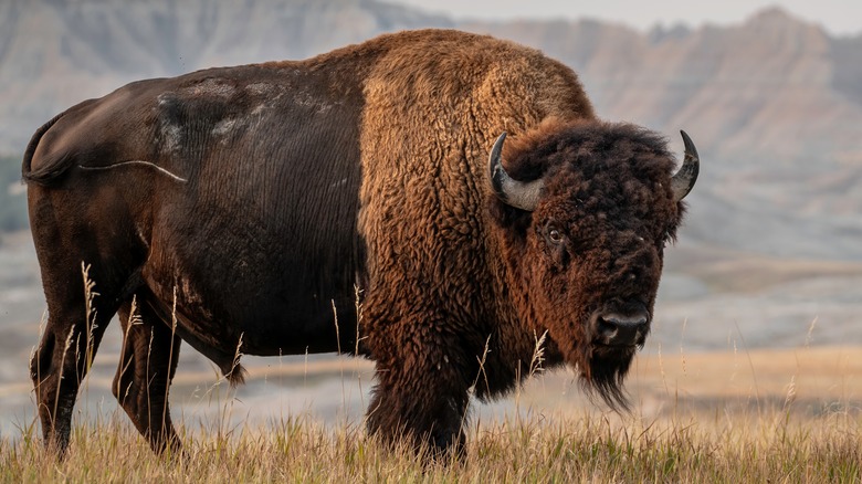 bison in front of mountains