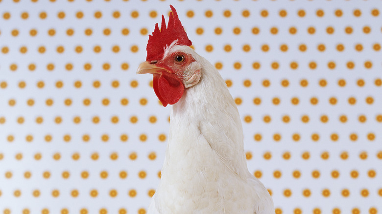 close up of a chicken 