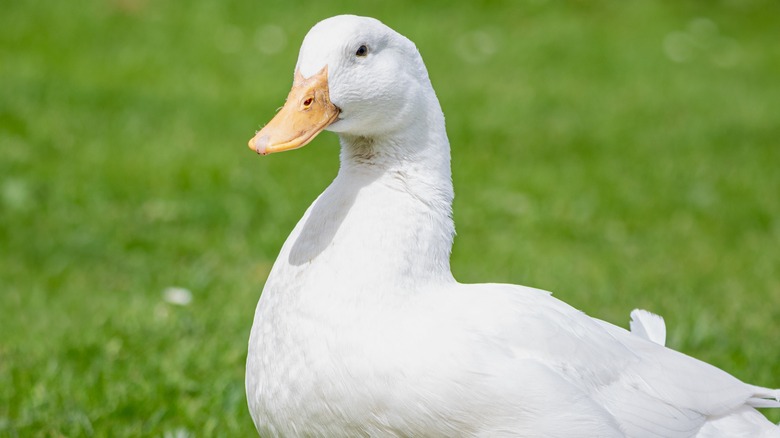 white duck in grass